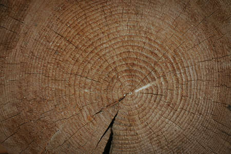 Wood cross section texture all over background