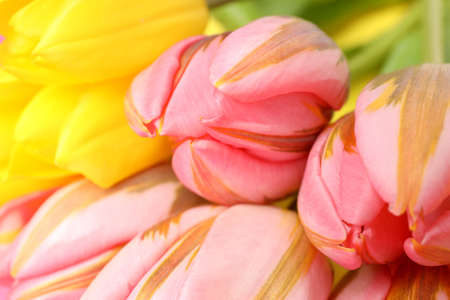 Yellow and pink tulips, close up and selective focusの写真素材
