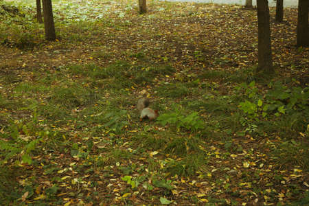 Squirrel looking for nuts in the park