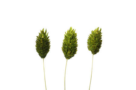 Three flowers dried isolated on white backgroundの写真素材