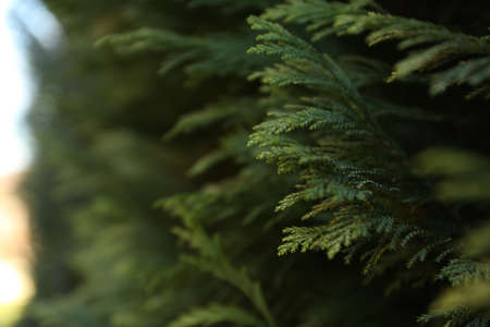 Conifer tree, space for text and selective focus