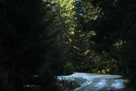 Forest in Carpathian mountains in autumn day with snowの写真素材