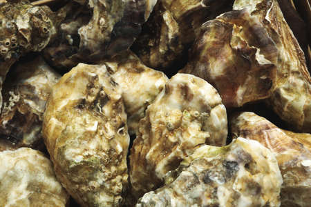 Concept of delicious seafood, oysters, close up