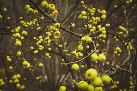 Apple tree with apples in autumn seasonの写真素材