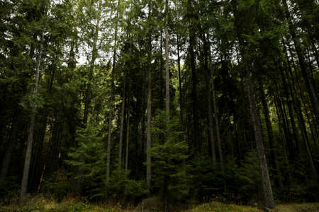 Travel and adventure concept, forest in Carpathians