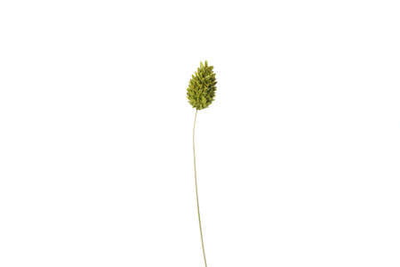 Hygge concept, dried flowers isolated on white backgroundの写真素材