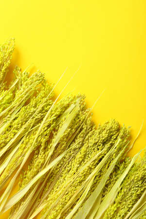 Hygge concept, dried flowers on yellow background