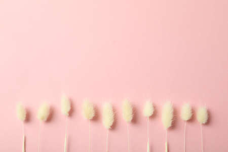 Hygge concept, dried flowers on pink backgroundの写真素材