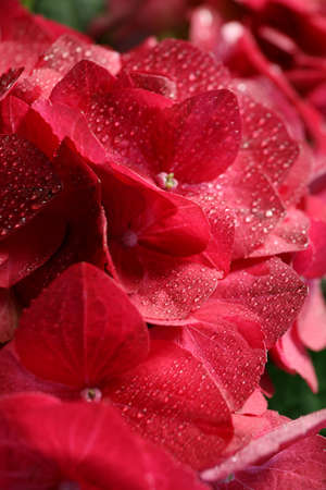 Hydrangea flowers with water drops, close upの写真素材