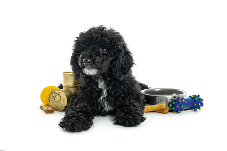 Black toy poodle puppy isolated on white backgroundの写真素材