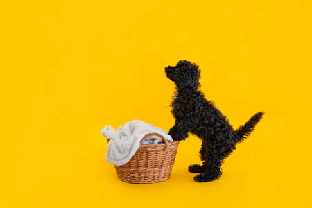 Concept of pet, black toy poodle puppy on yellow backgroundの写真素材