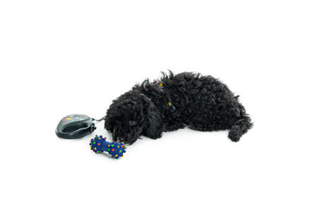 Black toy poodle puppy isolated on white backgroundの写真素材