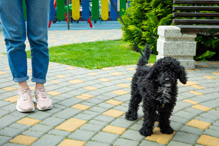 Woman walking the black toy poodle puppyの写真素材