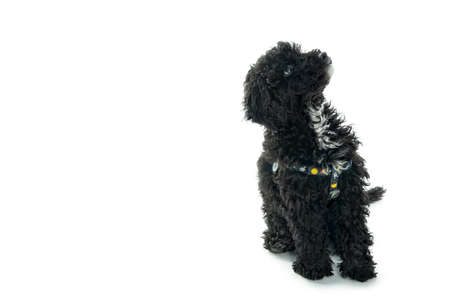 Black toy poodle puppy isolated on white backgroundの写真素材