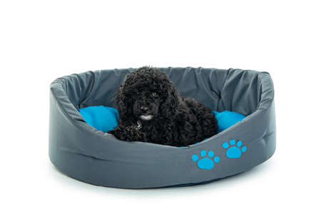 Black toy poodle puppy isolated on white background