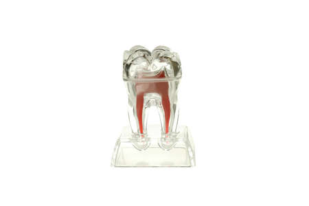 Realistic tooth model isolated on white backgroundの写真素材