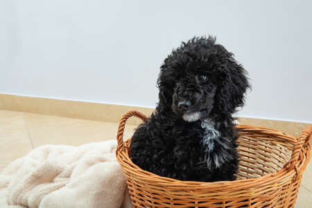 Concept of home pet, toy poodle, space for textの写真素材