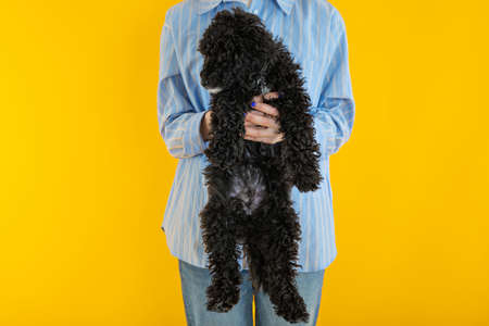 Concept of home pet, black toy poodlyの写真素材