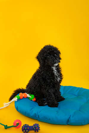 Concept of home pet, black toy poodlyの写真素材