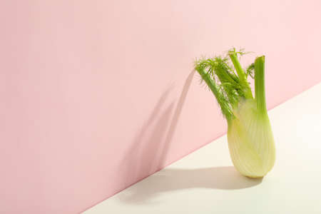Fennel on white and pink two tone backgroundの写真素材