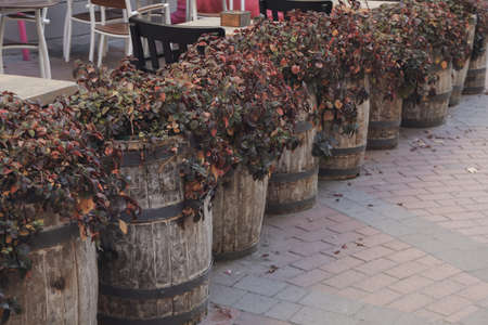 Wooden barrels with plants outdoor in restaurantの写真素材
