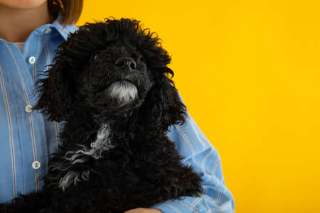 Concept of home pet, black toy poodlyの写真素材