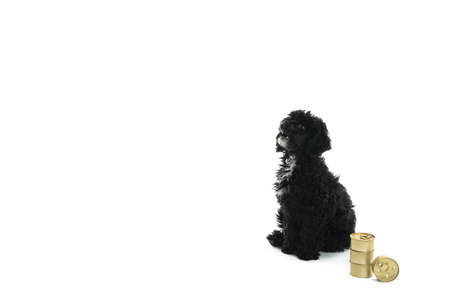 Concept of home pet, black toy poodle isolated on white backgroundの写真素材