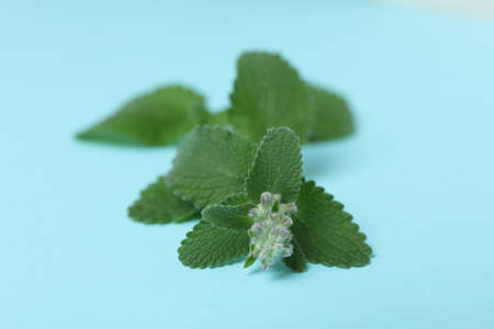 Concept of aromatherapy with mint, close upの写真素材