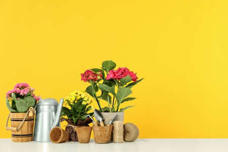 Gardening tools and accessories on white table against yellow background