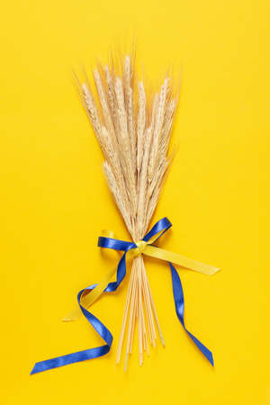 Spikelets with Ukrainian flag colors ribbons on yellow background