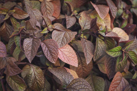 Beautiful plant leaves outdoor, close up and selective focus