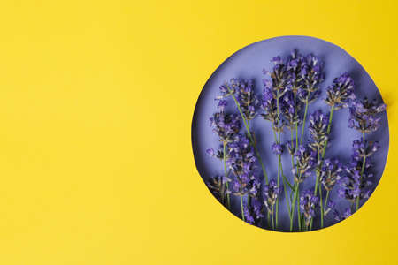 Beautiful lavender flowers on violet and yellow background, space for textの写真素材