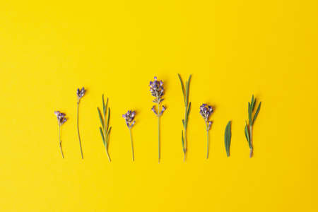 Lavender flowers on yellow background, top viewの写真素材