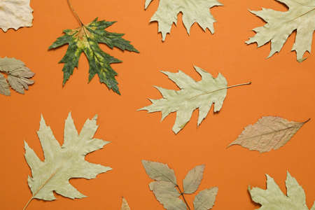 Autumn leaves on orange background, top view