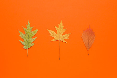 Autumn leaves on orange background, flat layの写真素材