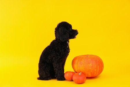 Black dog and pumpkins on yellow backgroundの写真素材