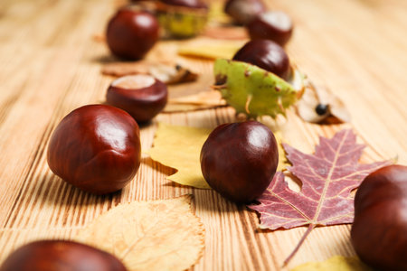Fresh and ripe chestnuts, close up, Autumn chestnutsの写真素材