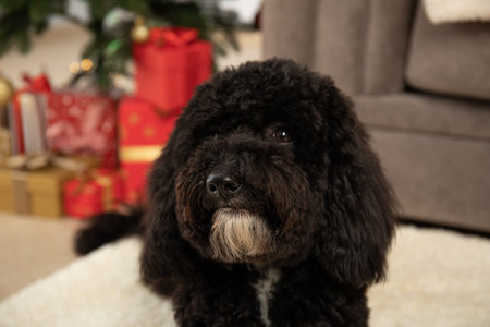 Concept of Merry Christmas, funny Christmas dogの写真素材