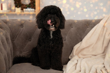 Concept of Merry Christmas, funny Christmas dogの写真素材