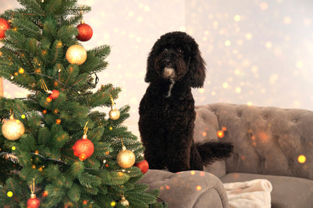 Concept of Merry Christmas, funny Christmas dogの写真素材