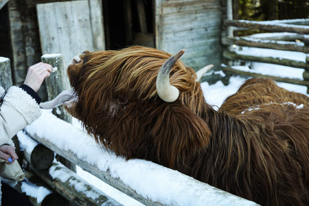 Highland cow standing outdoor in winter seasonの写真素材