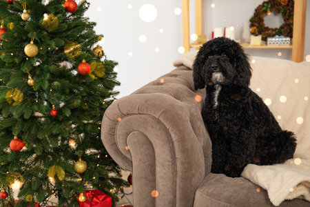 Concept of Merry Christmas, Christmas dog, space for textの写真素材