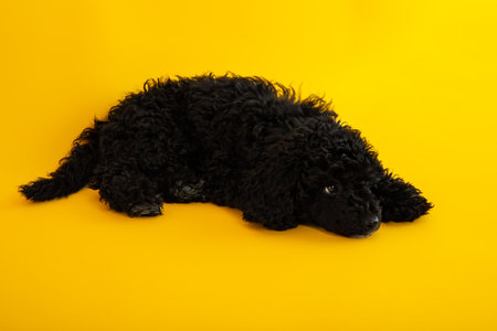 Concept of home pet on yellow background, black toy poodleの写真素材