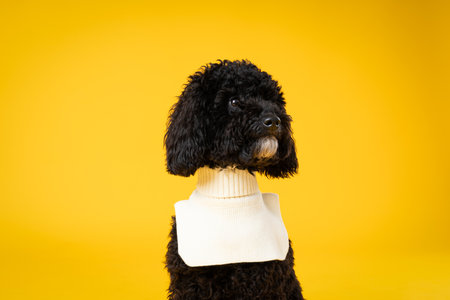 Concept of pet with cute dog - black Poodle