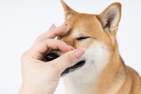 Concept of pet with cute dog - Shiba Inuの写真素材