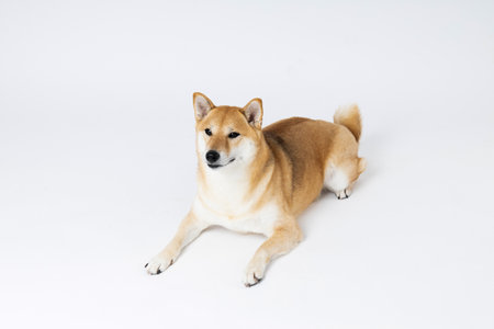 Concept of pet with cute dog - Shiba Inuの写真素材