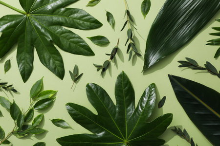 Concept of summertime, leaves, summer and nature conceptの写真素材