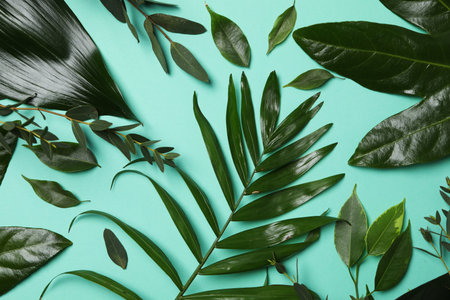 Concept of summertime, leaves, summer and nature conceptの写真素材