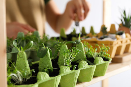 Growing plants in egg box, creative way to grow plantsの写真素材