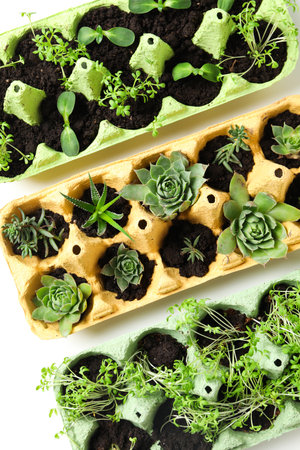 Growing plants in egg box, creative way to grow plants